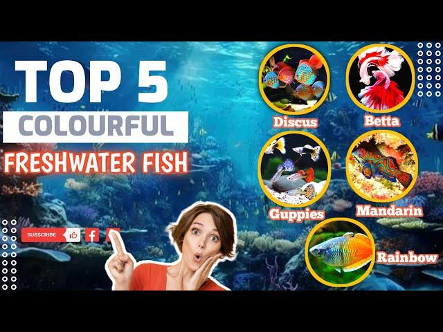 5 Most Colorful Freshwater Fish for Aquarium