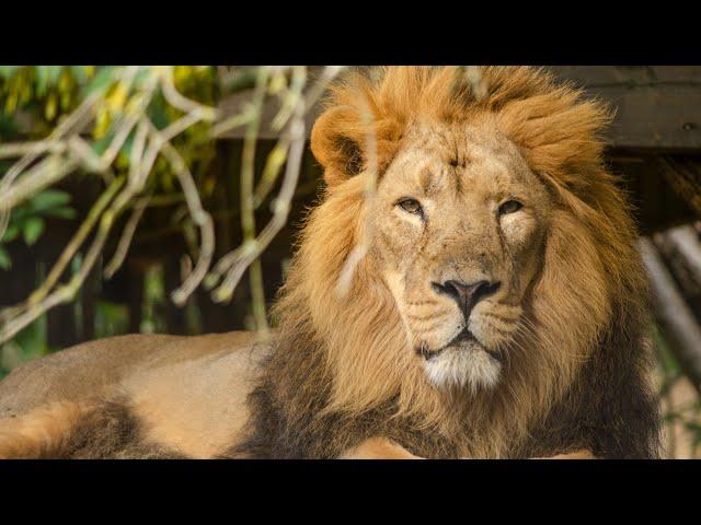 Discover the Asiatic Lion: 10 Facts That Make It Stand Out from African Lions