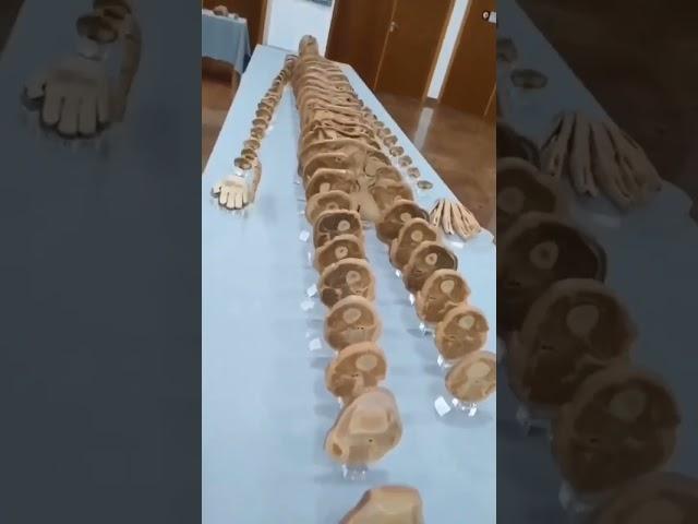 АНАТОМИЯ ЧЕЛОВЕКА