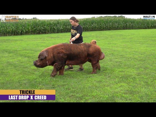 Trickle - Duroc Boar