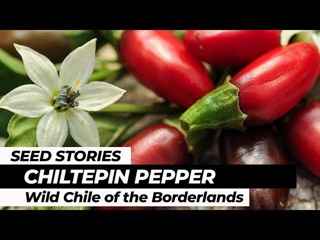 SEED STORIES | Chiltepin Pepper: Wild Chile of the Borderlands