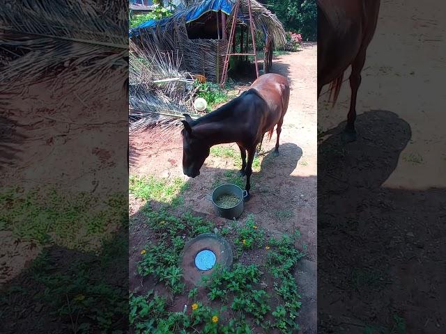 Horses eating #okayletsgo24 #goa #india #short #viralvideo #love