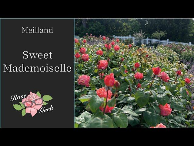 Sweet Mademoiselle Rose / A superstar in the garden/ Zone 8a/ Meinostair