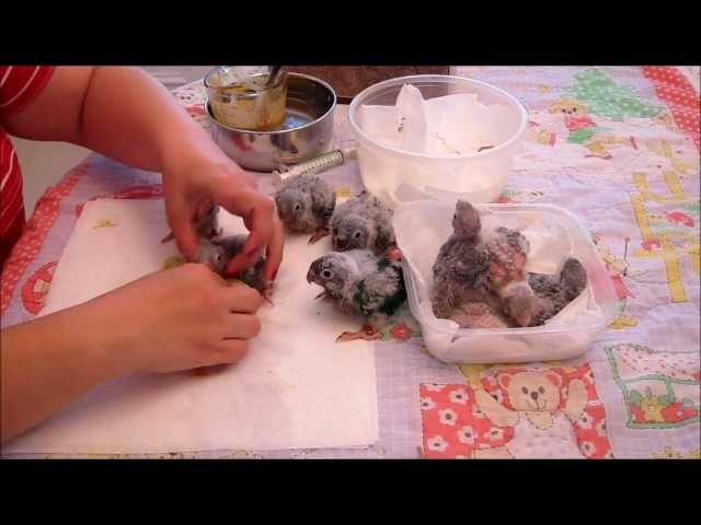 3-4 week old baby Green Cheek Conures