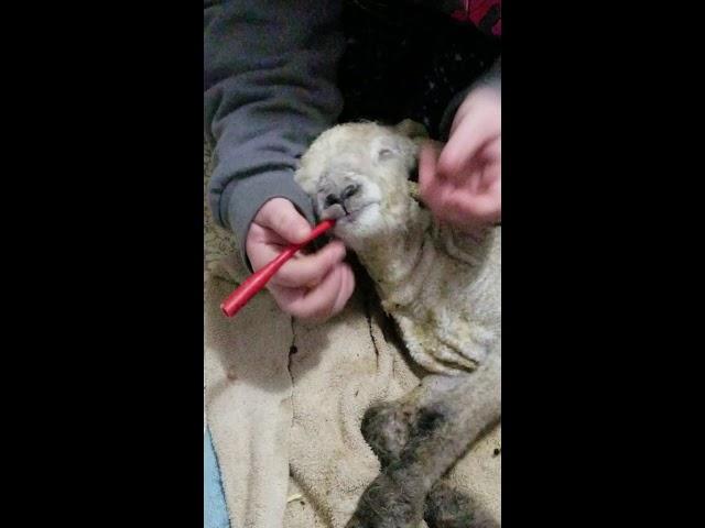 Stomach tubing a newborn lamb