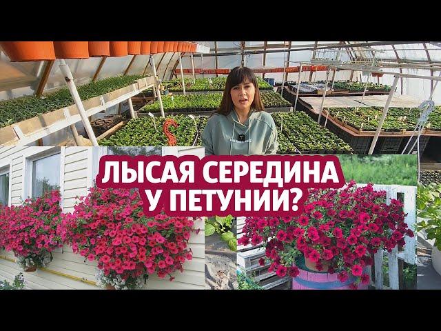 Лысая середина у ампельной и каскадной петунии?