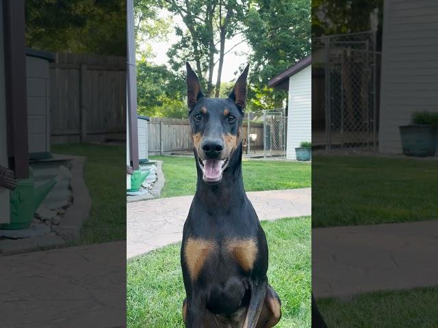 Yeah You #dog #funny #puppy #doberman #dobermanpinschers #dobermanpuppy #dogsfunny