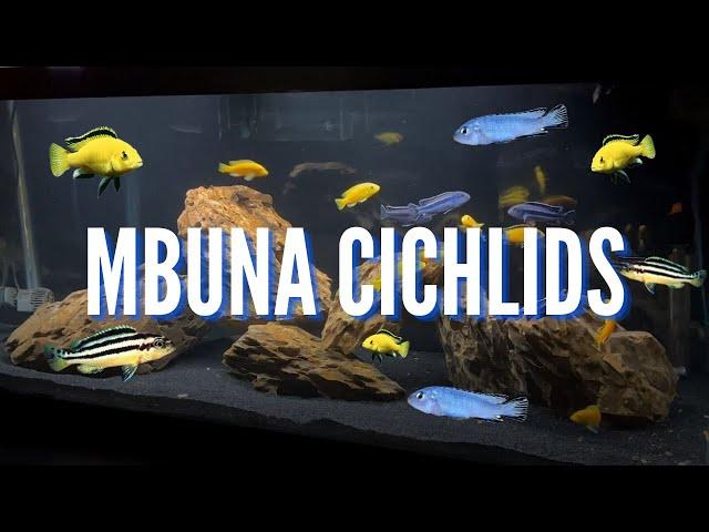 Our Top 10 Favorite Mbuna Cichlids