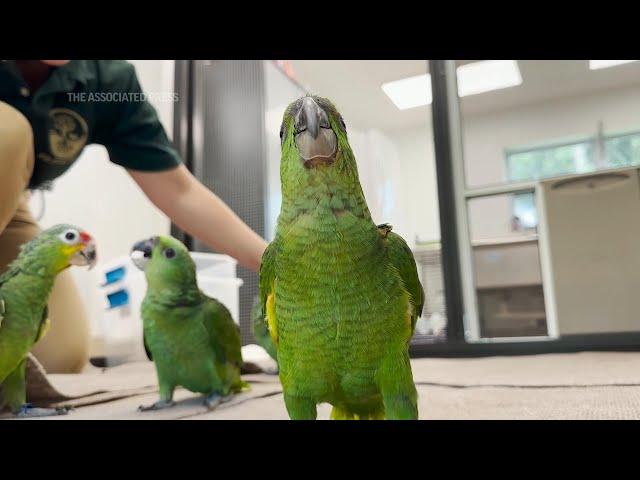 Baby parrots seized from smuggler cared for in Florida