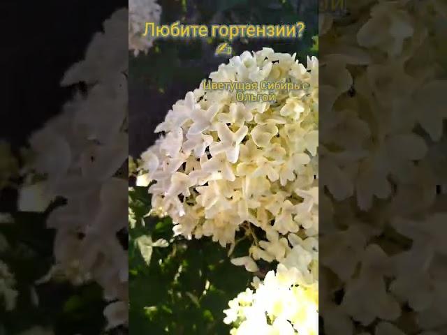 Гортензия метельчатая Сильвер Доллар/Цветение гортензии.