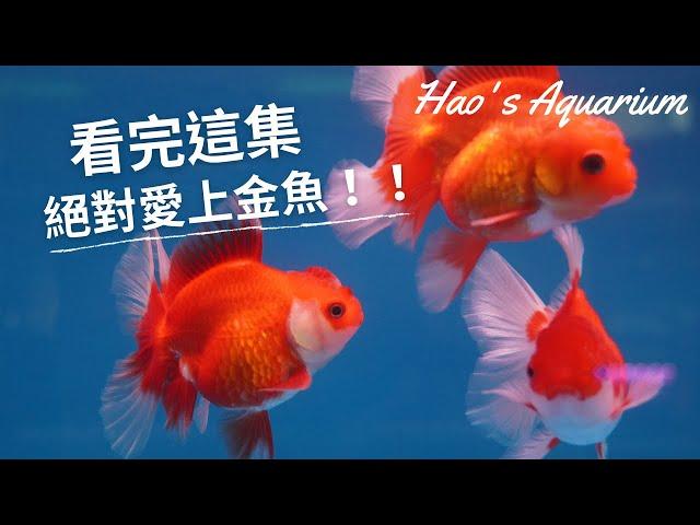 看完這集絕對愛上金魚!! Feat.悠悠水族