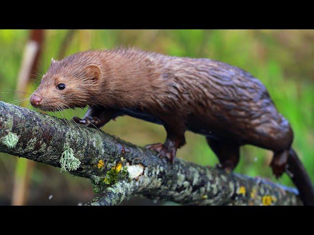 Hunting and Fishing American Mink | Film studio aves