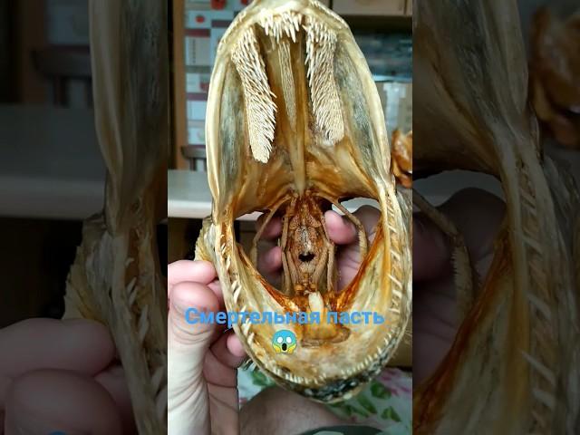 Опасный зубастый хищник  Речной монстр! Рыбалка #fishing #shorts