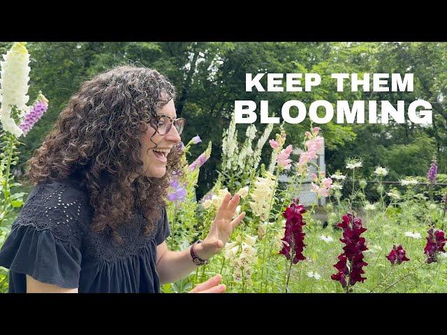 How to keep snapdragons blooming all summer