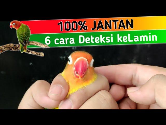 Cara Membedakan jenis kelamin Lovebird Jantan