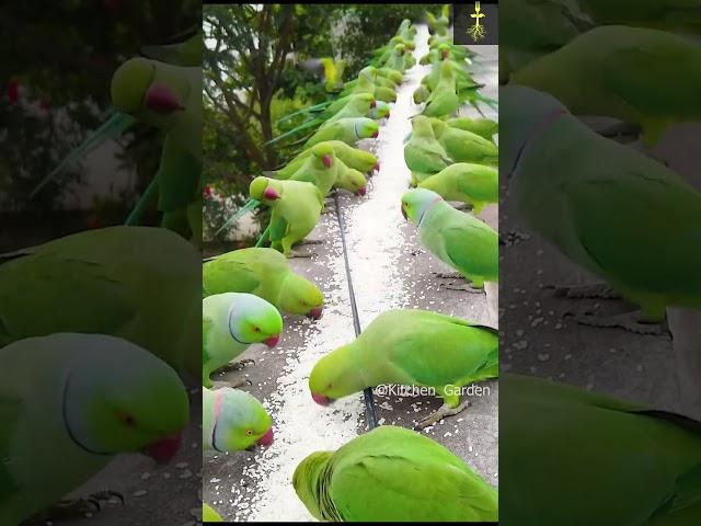 How to attract Parrots to your balcony #shorts #viralvideo