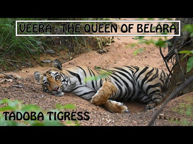 Veera Tigress | Queen of Belara | Tadoba Tiger Video | International Tiger Day | Discover Wild India