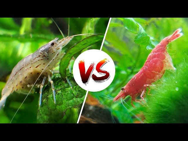 Amano vs Cherry Shrimp – Which is Better?