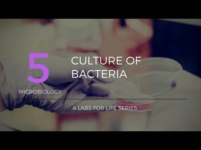 Culture of Bacteria
