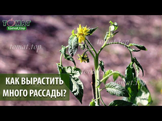 Как вырастить много рассады томатов в квартире и при этом получить ранний урожай?