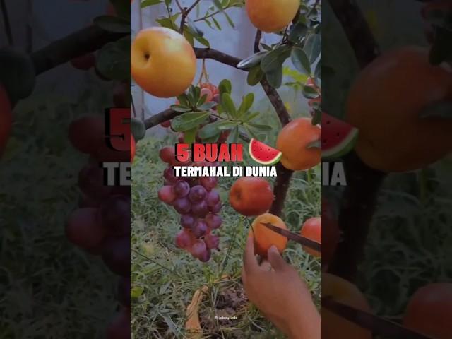 5 buah termahal di dunia, ada yang seharga mobil #shorts