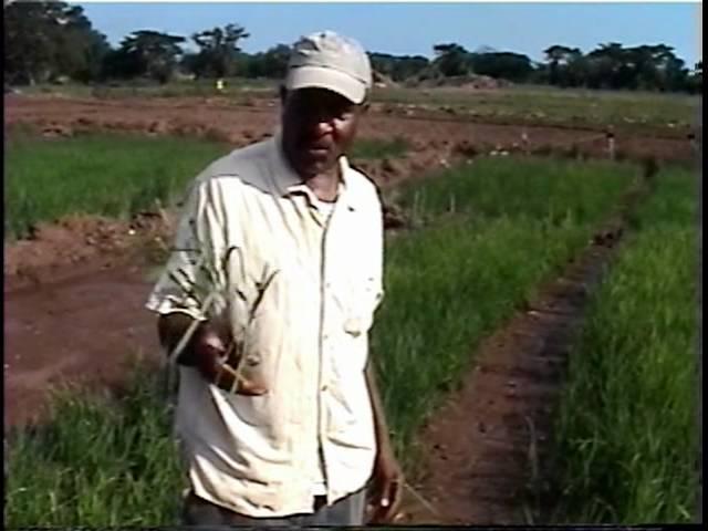 Rice Farming in Jamaica pt2 of 4