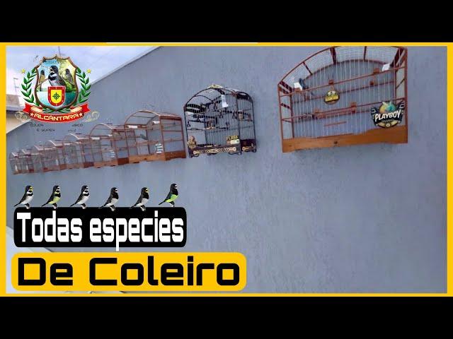 TODAS AS ESPECIES DE COLEIRO PAPA-CAPIM