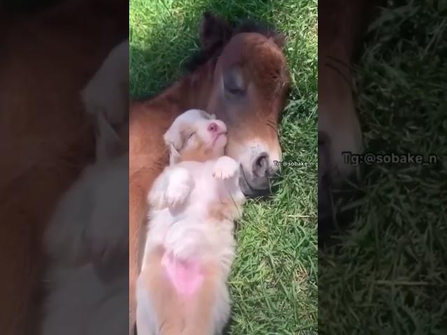 Сонное царство  #смехотерапияШАН 
