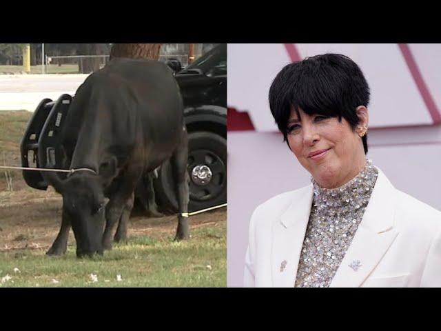 Songwriter Diane Warren saves final missing cow found in El Monte | ABC7