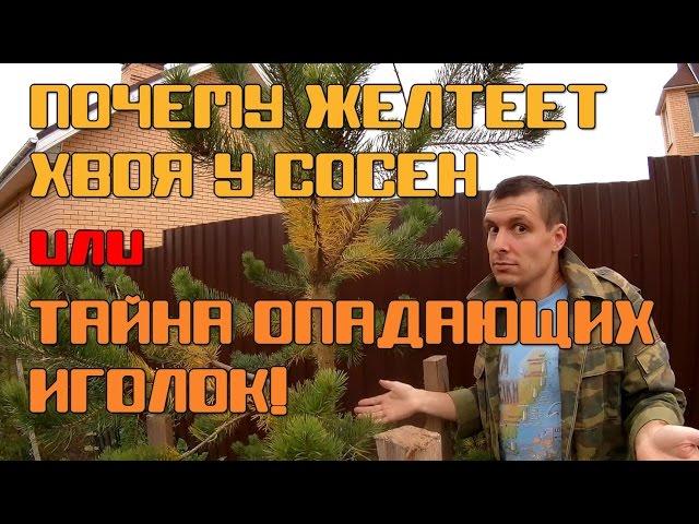 Почему у сосен желтеет хвоя и как с этим бороться