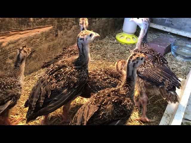 Baby Turkeys Gobbling