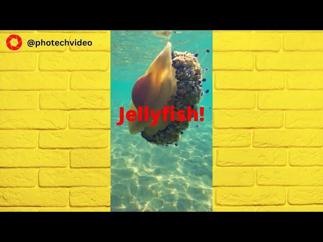 JELLYFISH IN BENIDORM! Is it dangerous? Will it sting me? Action 3 #shorts #jellyfish #benidorm