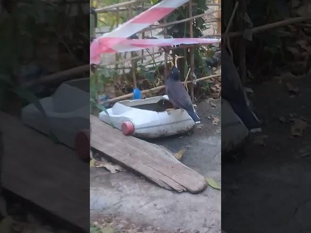 Beautiful Starling drinking water in early morning | Mountain Village | Nature Buddies #viralshorts