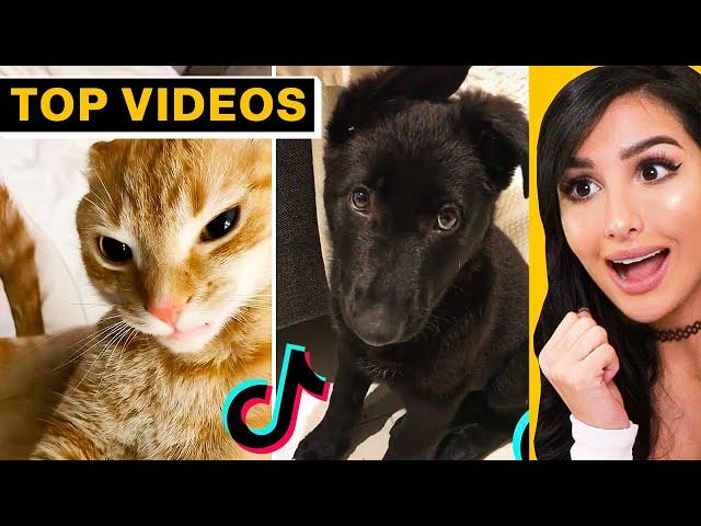 Cute Animals on TikTok That Will Make You Laugh | SSSniperWolf
