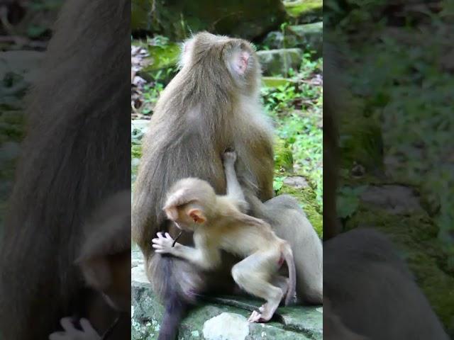 #monkey #angkortempleguide #ancienttemple #cute #angkorwattemple #angkorwat