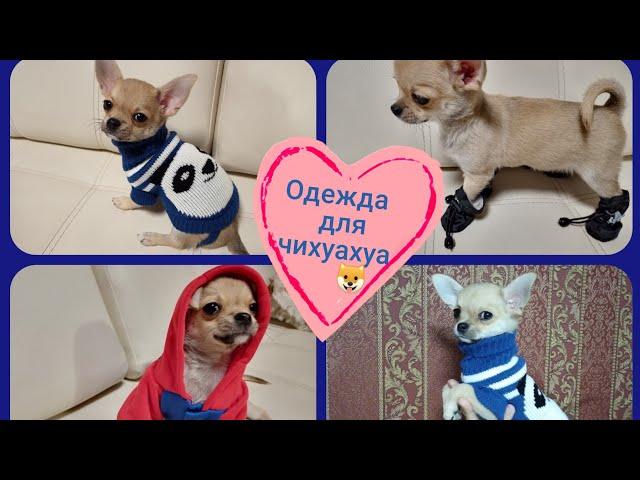 Одежда для чихуахуа/Распаковка посылок с AliExpress/Одежда для собак