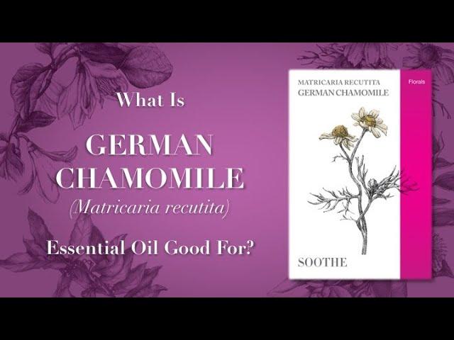 What is German Chamomile Essential Oil Good For Video 1 of 2
