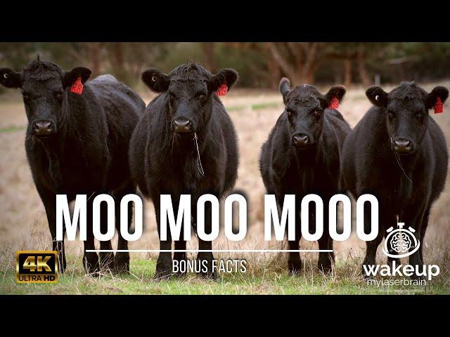  Cows Mooing Sounds  |  10 Hours |  For Relaxation, Sleep | Dog TV | Bonus Facts