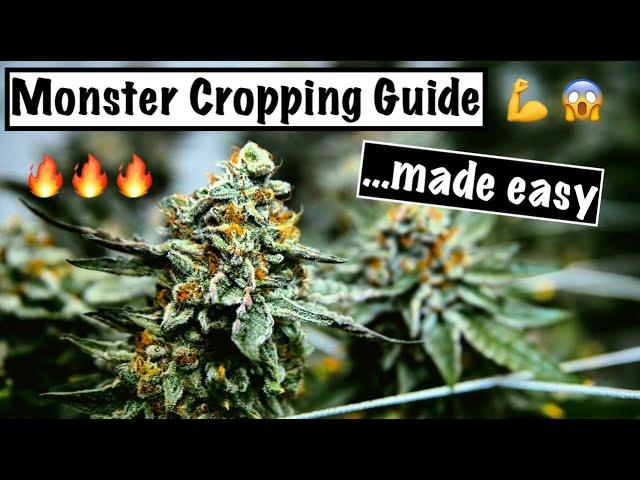 MONSTER CROP GUIDE! | How to Clone a Flowering Plant for HUGE YIELDS! | Re-Vegging Cannabis Plants