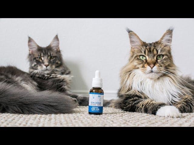 Our Cats Try CBD Oil