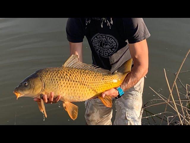 Fly Fishing: White Bass, Carp and Panfish at McIntosh Lake