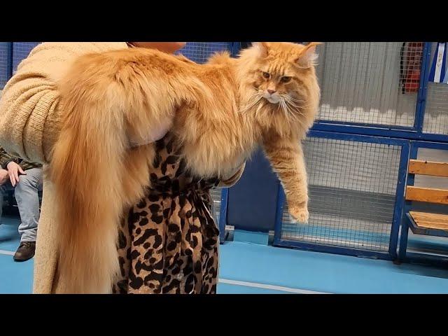 Maine Coon cat's competition/Armsad kassid/Роскошные кошки Мейн-кун