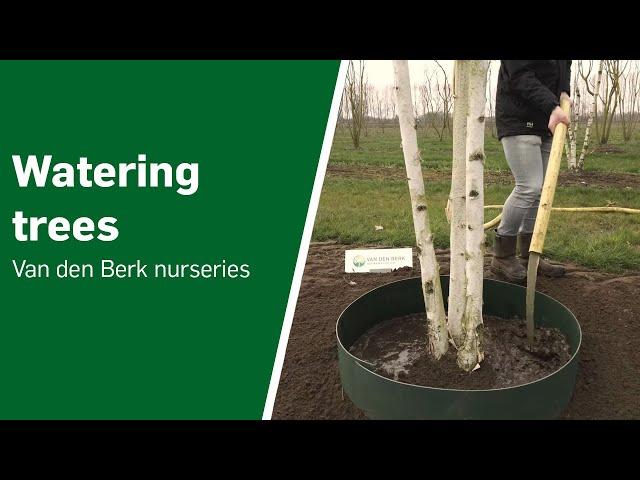 Watering trees: a practical guide