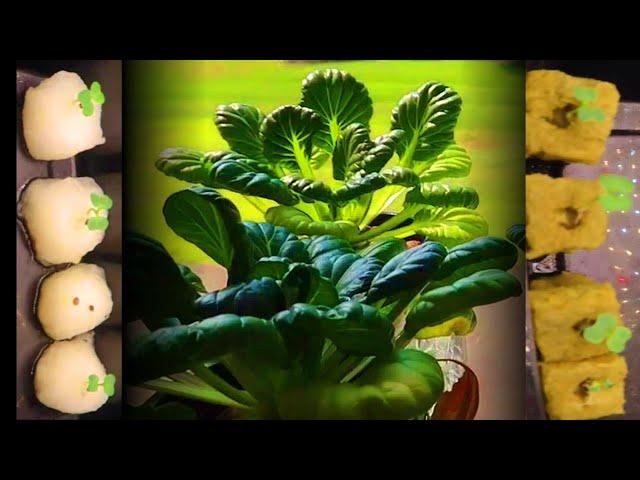 Hydroponic Bok Choy Using the Kratky Method | An Experiment with Small Cups and Cotton Balls