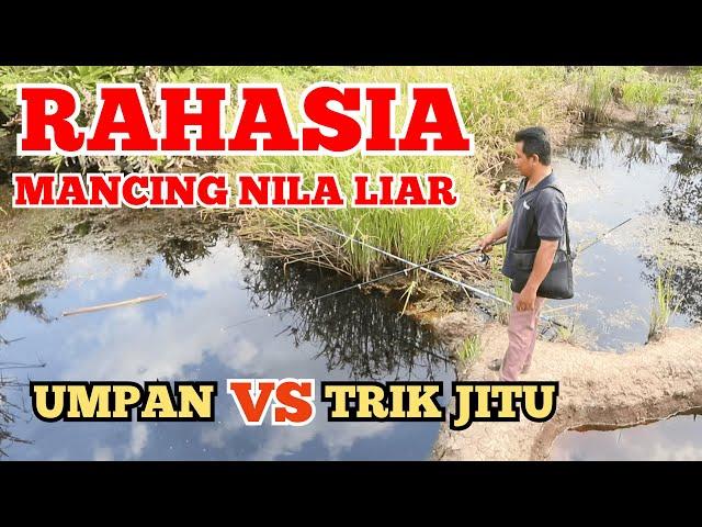 Umpan Mancing Ikan Nila Liar Babon Rawa Danau Dan Sungai