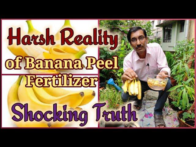 The Harsh Reality of Using Banana Peel Liquid Fertilizer , an eye opener