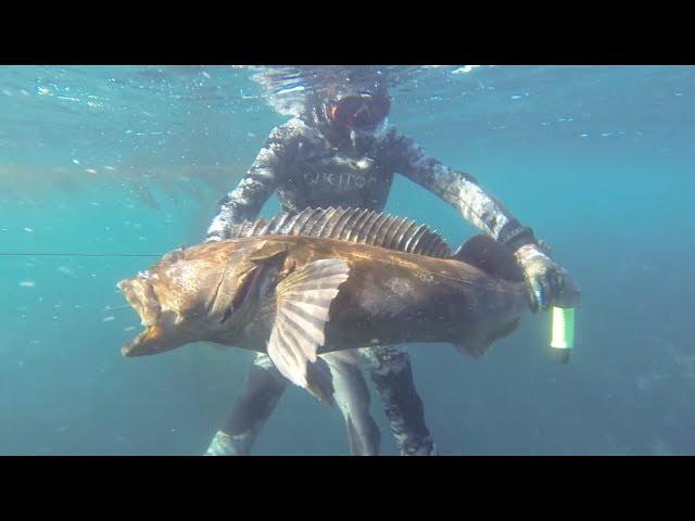 Spearfishing Giant Lingcod