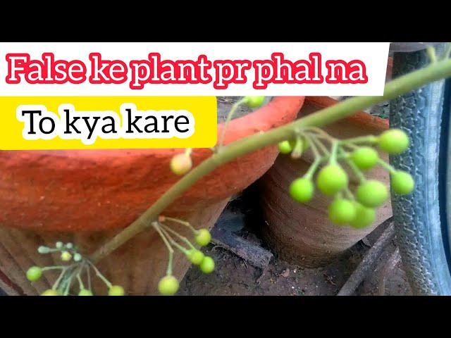 Falsa plant growing and caring tips with murtaza Garden || complete information of falsa plant in ur