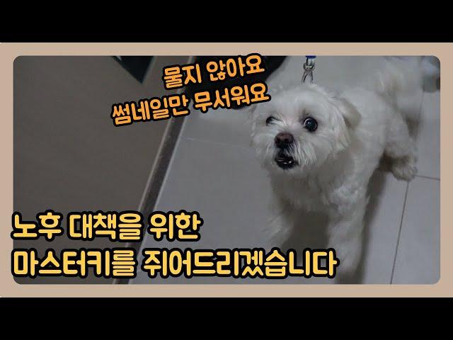 노후 대책이 필요하신 강아지ㅣ봉구 교육 상담