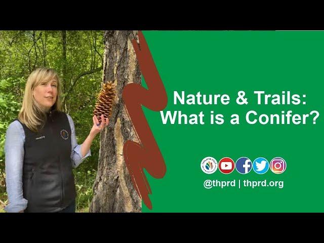 What is a Conifer?